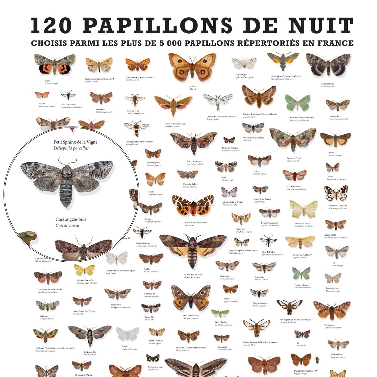 120 PAPILLONS DE NUIT DE FRANCE