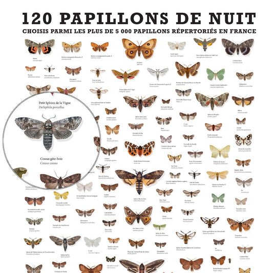 120 PAPILLONS DE NUIT DE FRANCE