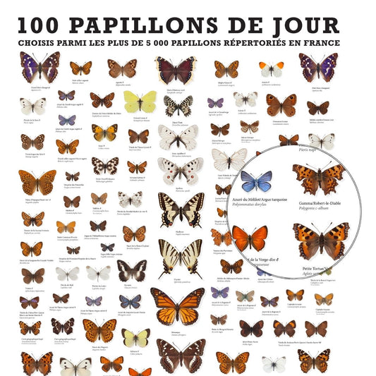 100 PAPILLONS DE JOUR DE FRANCE