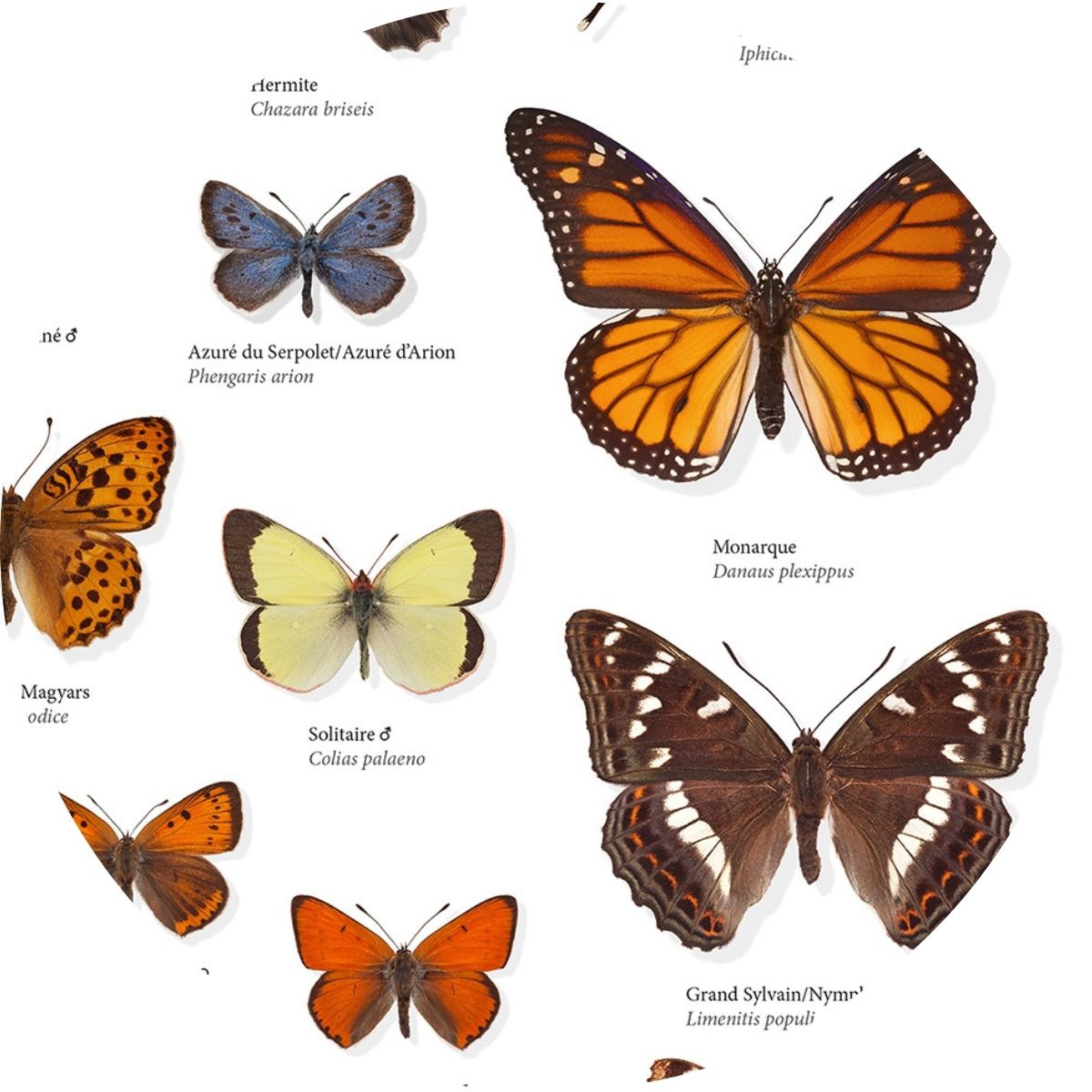 100 PAPILLONS DE JOUR DE FRANCE