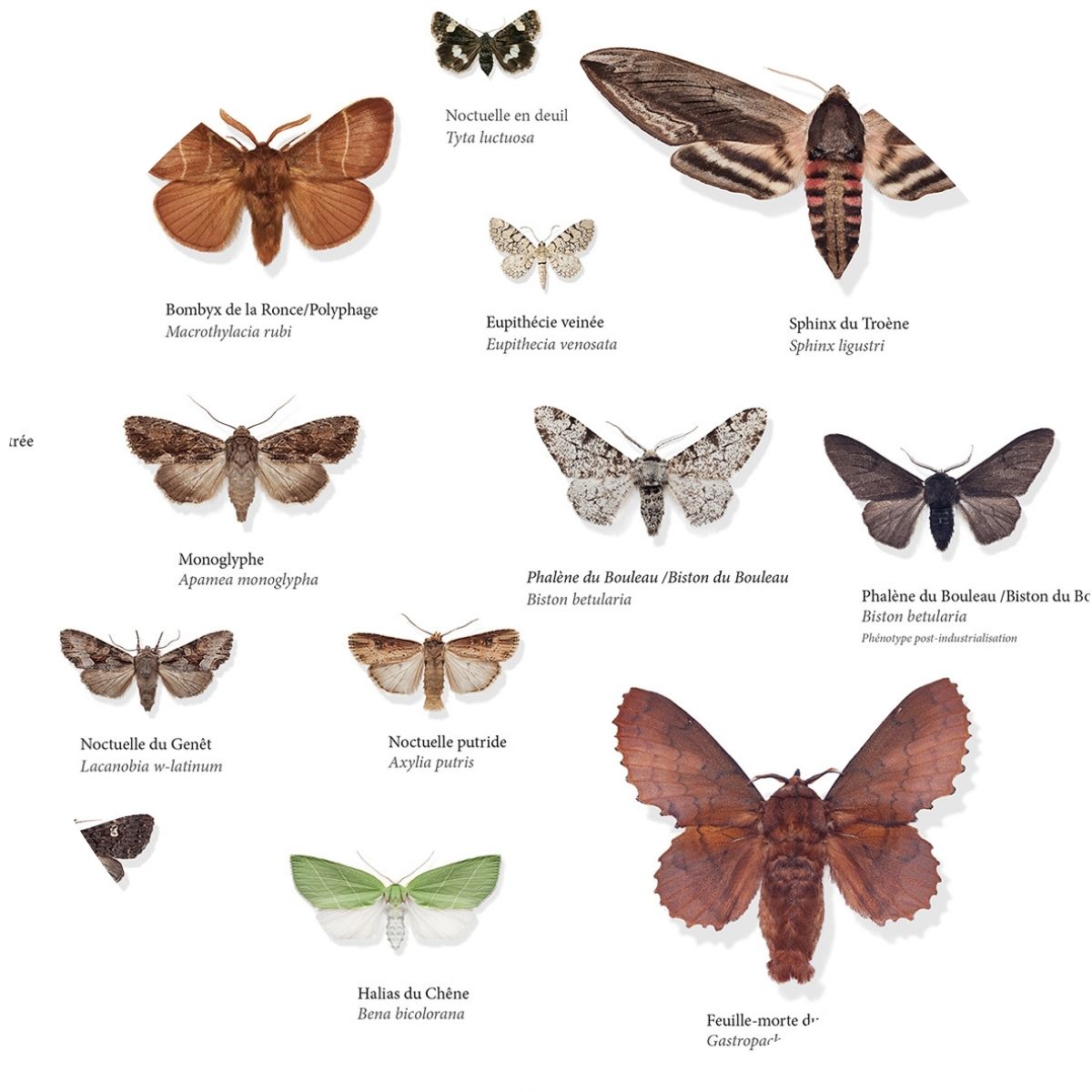 120 PAPILLONS DE NUIT DE FRANCE