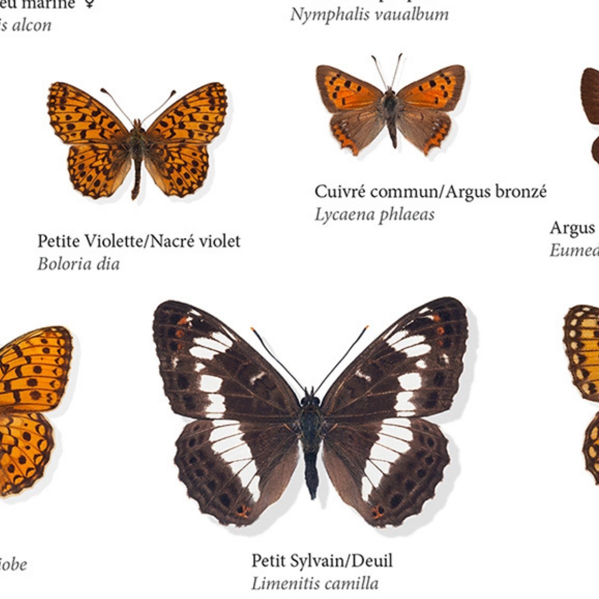 100 PAPILLONS DE JOUR DE FRANCE
