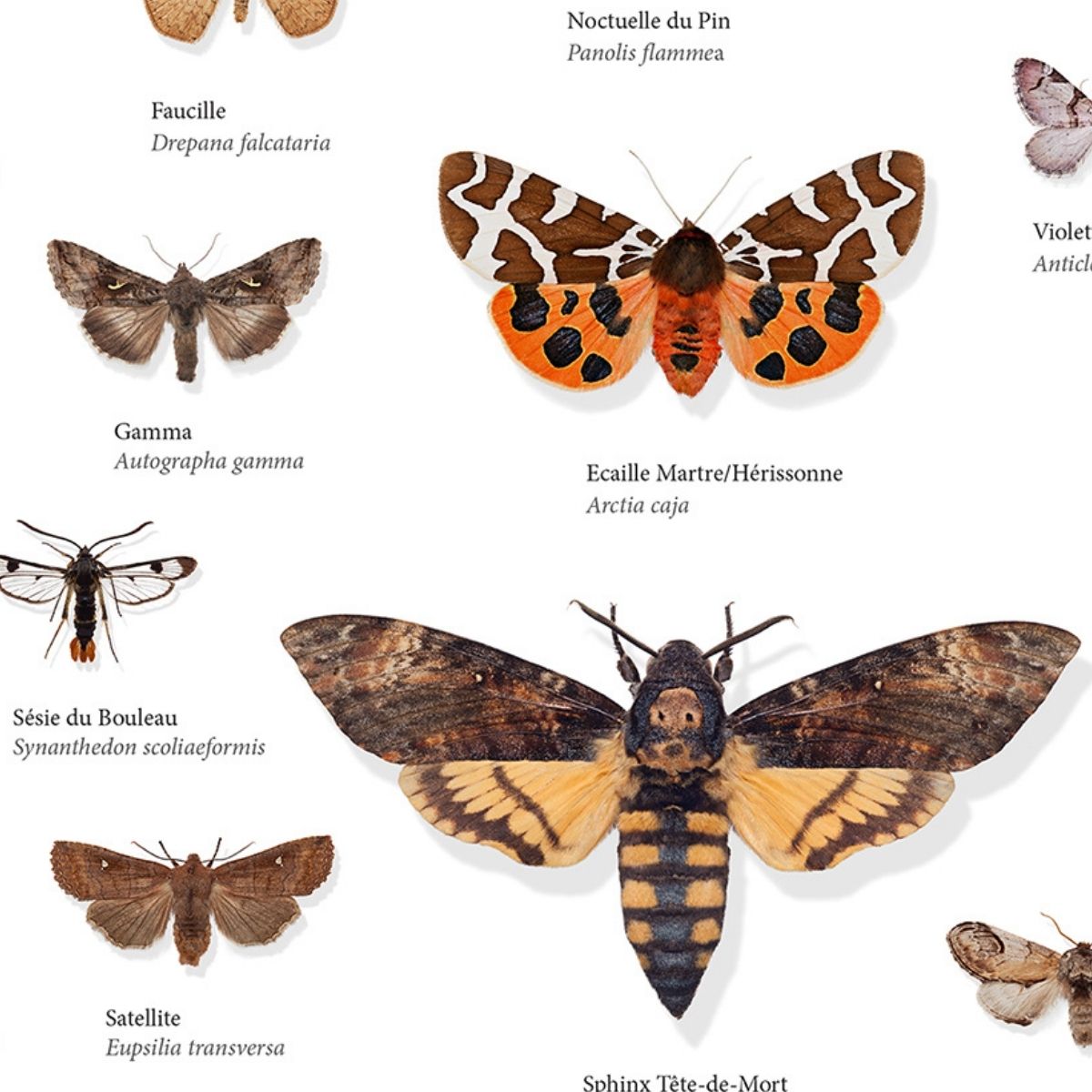 120 PAPILLONS DE NUIT DE FRANCE