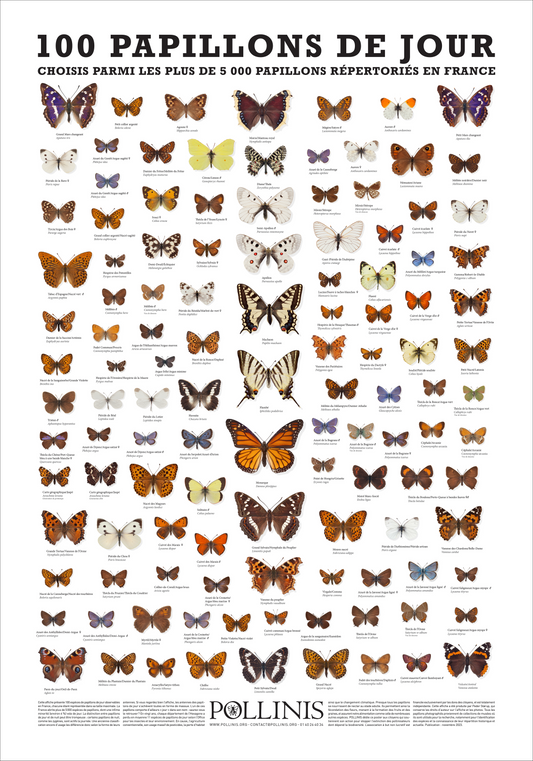 100 PAPILLONS DE JOUR DE FRANCE