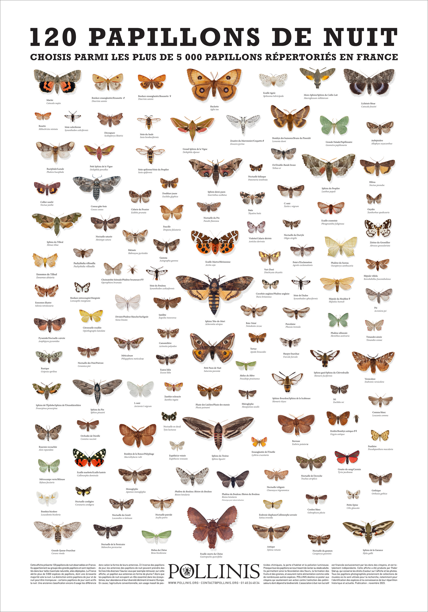 120 PAPILLONS DE NUIT DE FRANCE