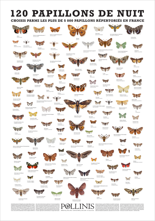 120 PAPILLONS DE NUIT DE FRANCE