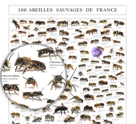 100 ABEILLES SAUVAGES DE FRANCE