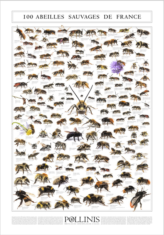 100 ABEILLES SAUVAGES DE FRANCE