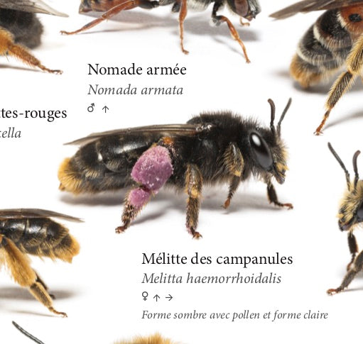 100 ABEILLES SAUVAGES DE FRANCE