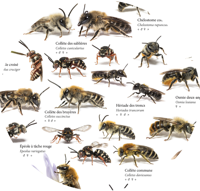 100 ABEILLES SAUVAGES DE FRANCE